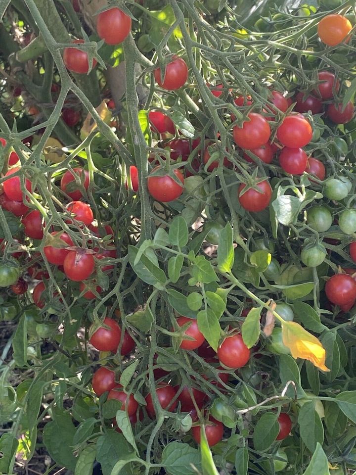 Tomatensamen Cocktail- Kirschtomaten Mix Alte Sorten in Esslingen