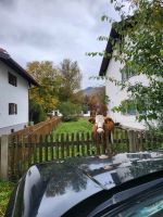 Rasenmäher suchen für Saison 2024 Wiese oder großen Garten Bayern - Schliersee Vorschau