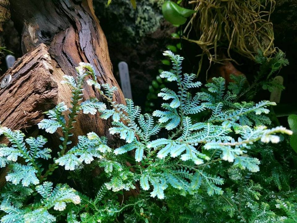 Farn, Blauer Moosfarn, Pfauenmoosfarn, Selaginella uncinata in Oppenweiler