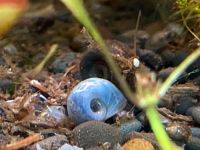 Avatar Blaue Posthornschnecke - Planorbella duryi Nordrhein-Westfalen - Gelsenkirchen Vorschau