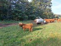 Schottische Highlands Hessen - Hosenfeld Vorschau