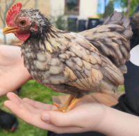 Zahme menschenbezogene Serama Hähnchen Niedersachsen - Evessen Vorschau