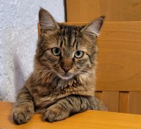 Katze / Kater vermisst Bayern - Lauingen a.d. Donau Vorschau