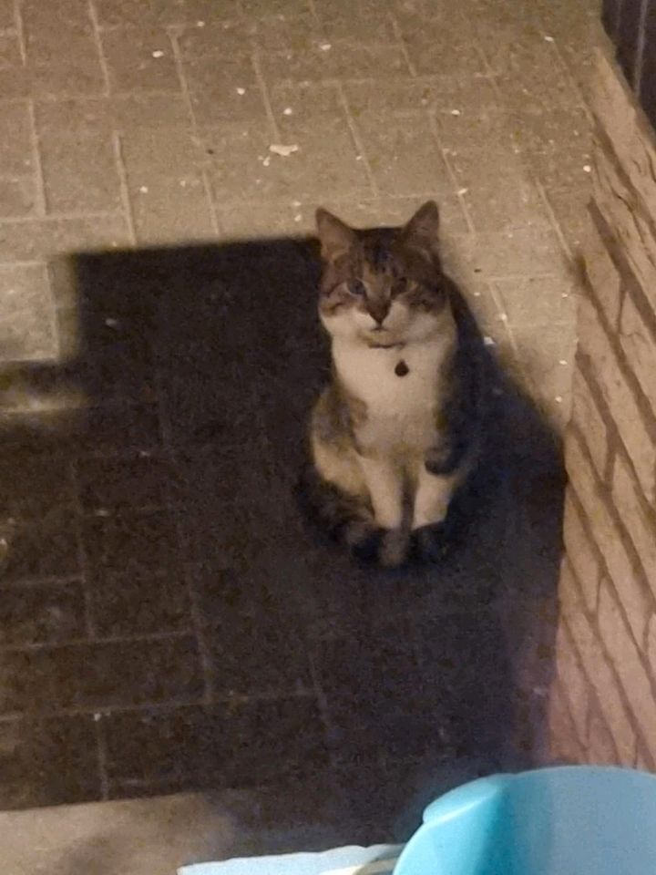 Katze gefunden zugelaufen vermisst Essen Oldb. in Essen (Oldenburg)