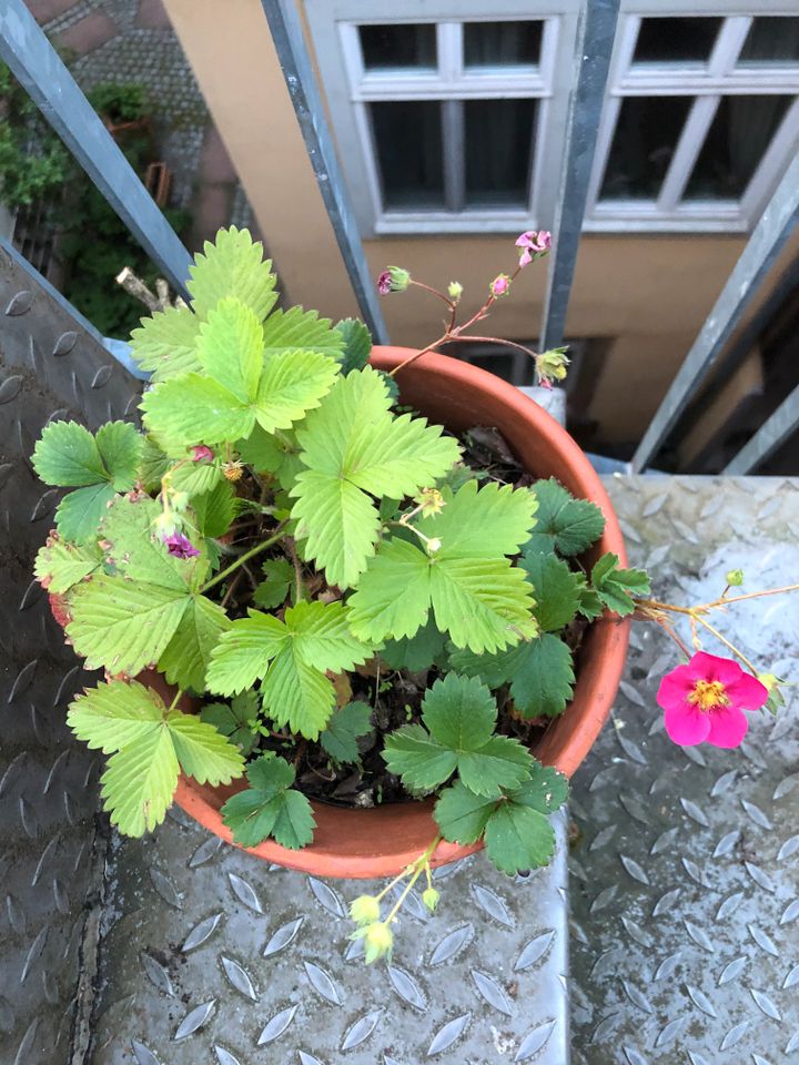 Kulturerdbeere mit rosa Blüten im Topf in Heidelberg