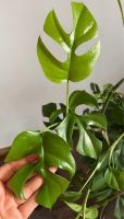 1,50€/Stk Ableger Mini Monstera Minima Rhaphidophora Steckling Nordrhein-Westfalen - Bergisch Gladbach Vorschau