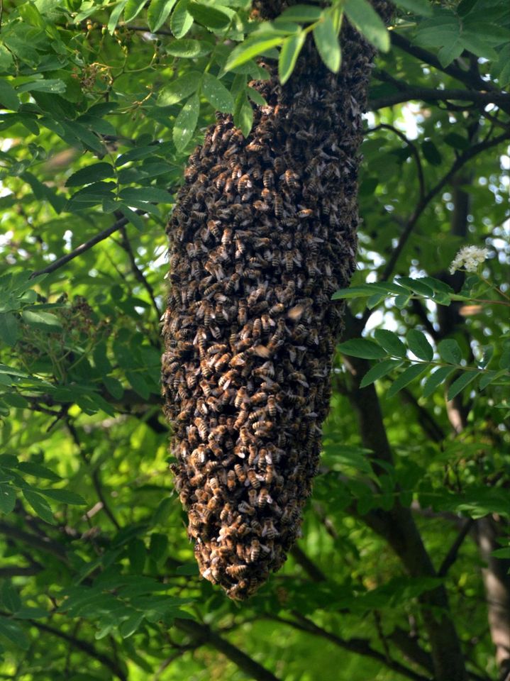 Fange Bienenschwarm bezahle 20 Euro in Treuchtlingen
