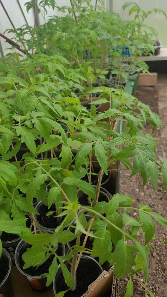 Verschiedene Tomatenpflanzen in Regensburg