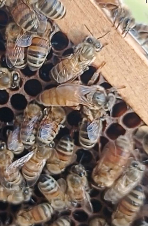 Bienenvolk Ableger aus 2023 in Haßfurt