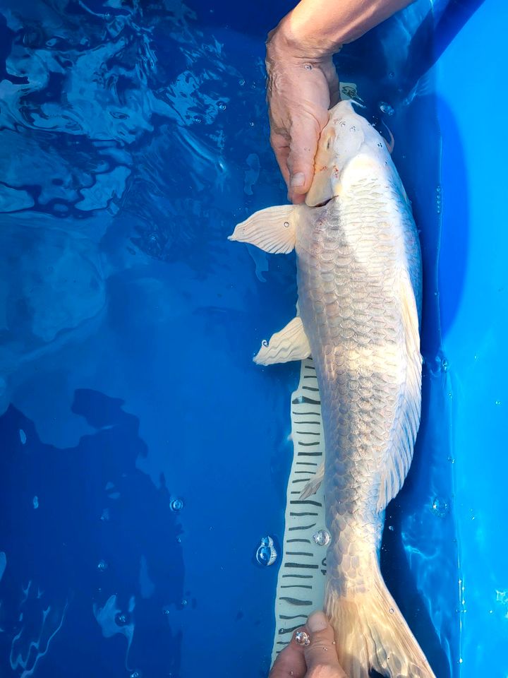 Japan Koi platinum 53cm in Teupitz-Tornow