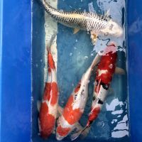 Koi: Doitsu Yamatonishiki, Matsuba, Sanke und Kohaku, 40-50 cm Nordrhein-Westfalen - Wachtendonk Vorschau