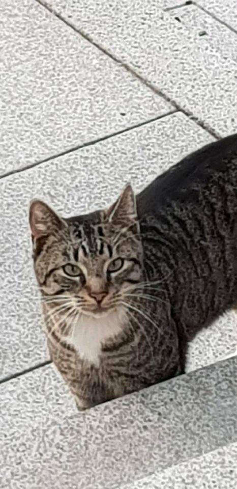 Katze ( Kater ) entlaufen 03.09.18 Titz Rödingen in Aldenhoven