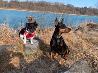 Hundebetreuung Wasserburg/Inn GESUCHT Bayern - Wasserburg am Inn Vorschau