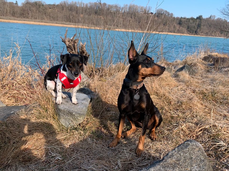 Hundebetreuung Wasserburg/Inn GESUCHT in Wasserburg am Inn