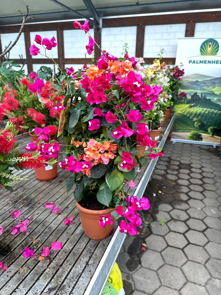 Drillingsblume Bougainvillea 90-120cm mehrfarbige in Nordkirchen