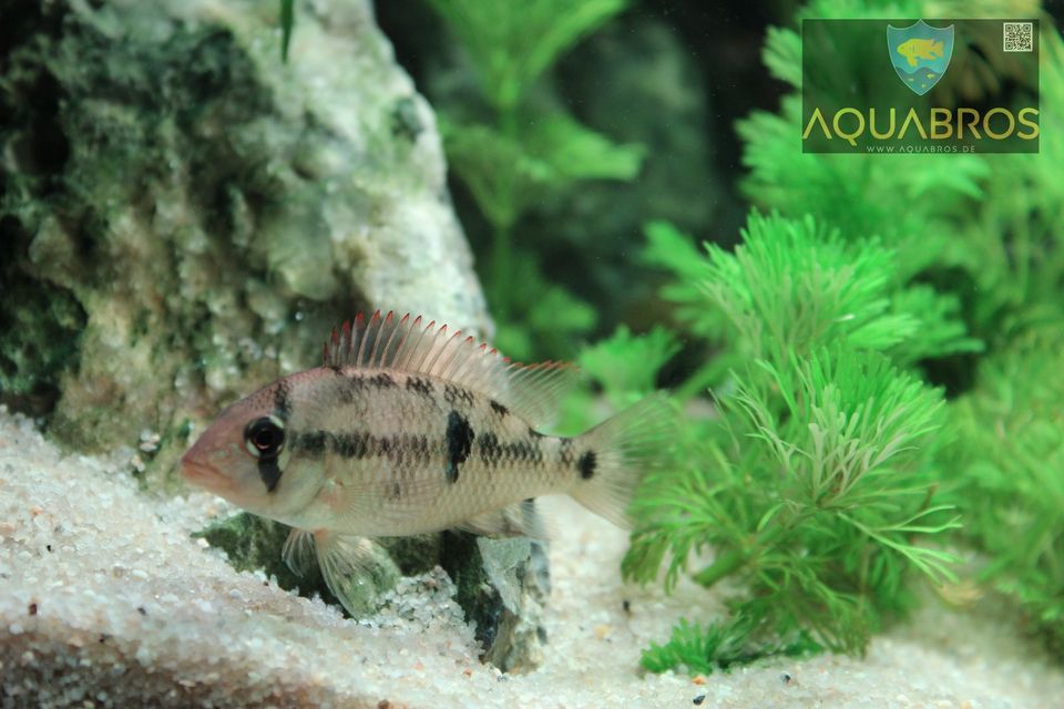 Alto-Sinu-Erdfresser (Geophagus sp. alto sinu) in Dortmund