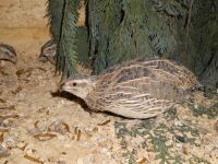 Bruteier europäische Feldwachtel Coturnix Feld-wachteln Wachtel Niedersachsen - Haren (Ems) Vorschau