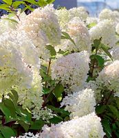 winterhart Hortensie BLÜTE weiß PFLANZE treibt Brandenburg - Nuthe-Urstromtal Vorschau