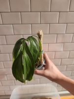 Monstera Subpinnata Steckling mit Neuaustrieb Bielefeld - Bielefeld (Innenstadt) Vorschau