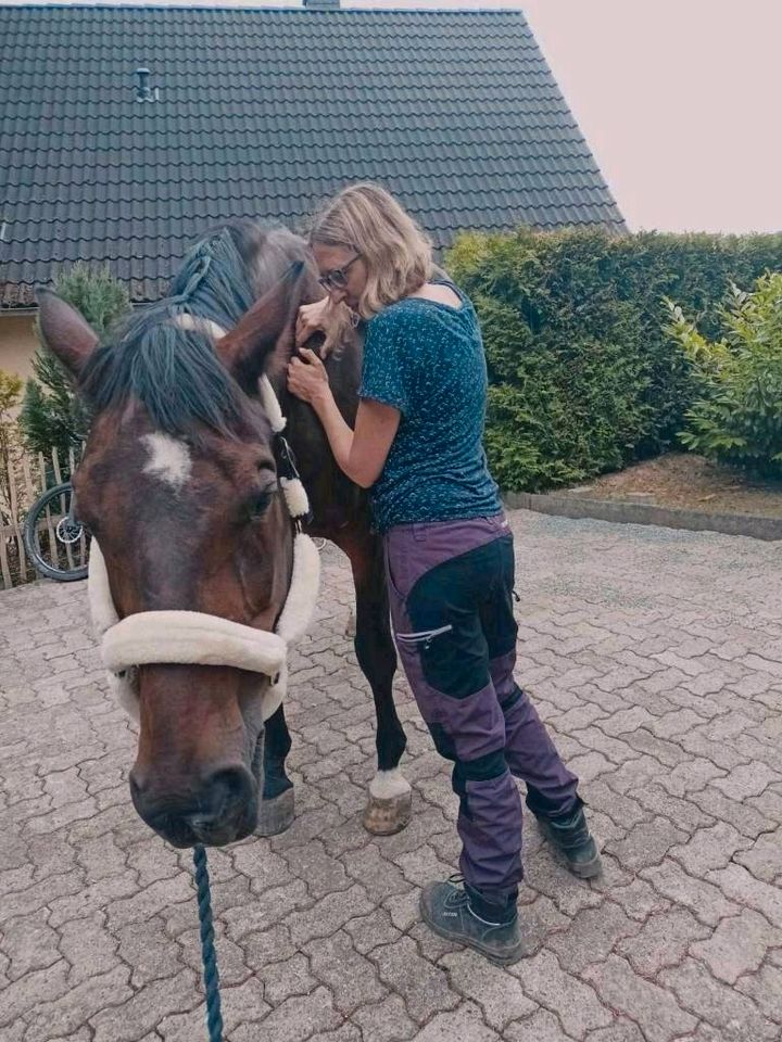 Osteopathie und Physiotherapie für Pferde in Duingen