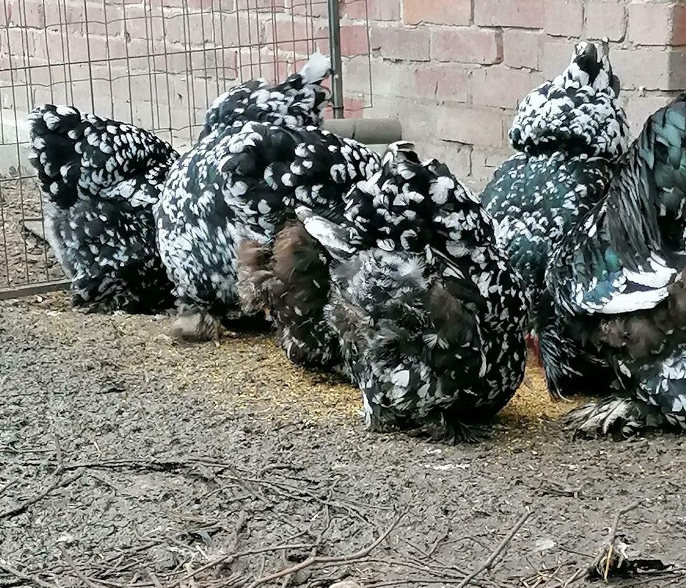 Brahma mottled BE schwarz weiß gesprenkelt Br. Eier in Steinau