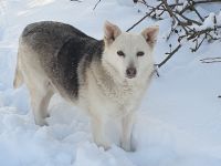 Ruhige GAYA ❤️ aus dem Tierschutz sucht ihre Menschen Nordrhein-Westfalen - Erftstadt Vorschau