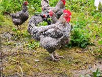 Bruteier Mechelner Huhn ausgeprägter Bruttrieb Nordrhein-Westfalen - Heinsberg Vorschau