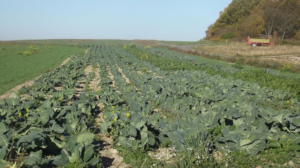 Gemüse Kappes Rotkappes Wirsing Lauch Blumenkohl in Lückenburg