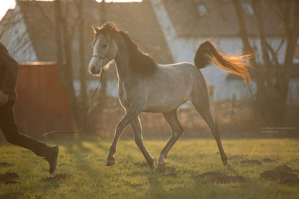 4-jähr. Araber Hengst geb 4/20 sucht 5*-Möhrchengeber in Ehingen Mittelfr