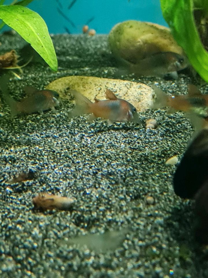 Corydoras Venezuela Orange. 8 Stück für 20 Euro in Wilhelmshaven