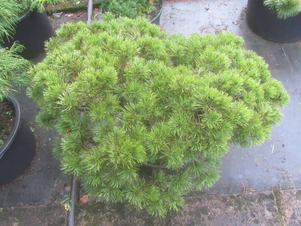 Pinus uncinata 'Grüne Welle, Bonsai Rohware, 70-85 cm, 7-7,5cm Ø in Soltau