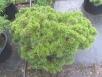 Pinus uncinata 'Grüne Welle, Bonsai Rohware, 70-85 cm, 7-7,5cm Ø Niedersachsen - Soltau Vorschau