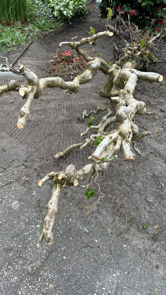 Haselnuss Baum in Bremen