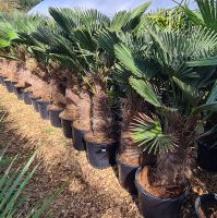 Trachycarpus wagnerianus in unterschiedlichen Größen Bayern - Buch a. Erlbach Vorschau