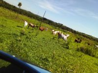 500 Ha. Grundstück in Yasy Cany-Paraguay Brandenburg - Zossen-Zesch am See Vorschau