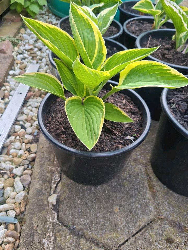 Funkie mit lilaner Blüte (Hosta) Jungpflanze in Gifhorn