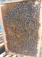 Bienenvölker / Bienenfamilie zu verkaufen Köln - Höhenberg Vorschau