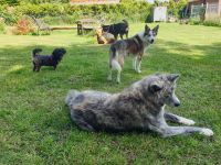 Liebevolle Hundebetreuung bei der Dogs Nanny in Neuschoo Niedersachsen - Neuschoo Vorschau