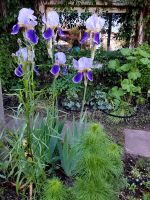 Iris in zweifarbigem lila Bayern - Aschaffenburg Vorschau
