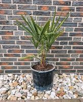 Palme Trachycarpus Fortunei Hanfpalmen winterhart Nordrhein-Westfalen - Rheinberg Vorschau