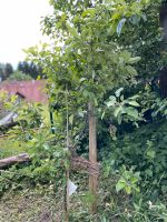 Sommerapfel - Apfelbaum Baden-Württemberg - Biberach an der Riß Vorschau