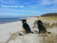 Ferienwohnung Urlaub mit Hund Ostsee Wendtorf Kieler Bucht ab Schleswig-Holstein - Wendtorf Vorschau