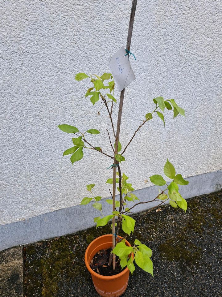 Kirschbaum Säulenkirsche Sylvia - Prunus avium in Baldham