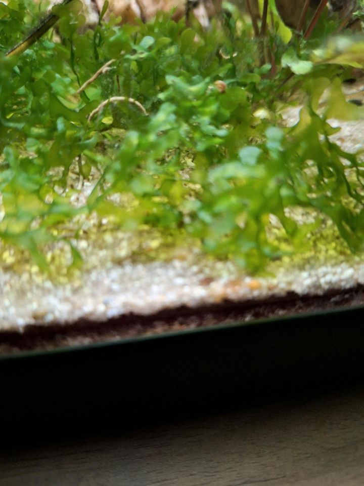 SüßwasserSeetang Aquarium Pflanzen in Bad Langensalza