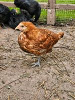 Hühner Küken unsortiert 10 Wochen Thüringen - Greußen Vorschau
