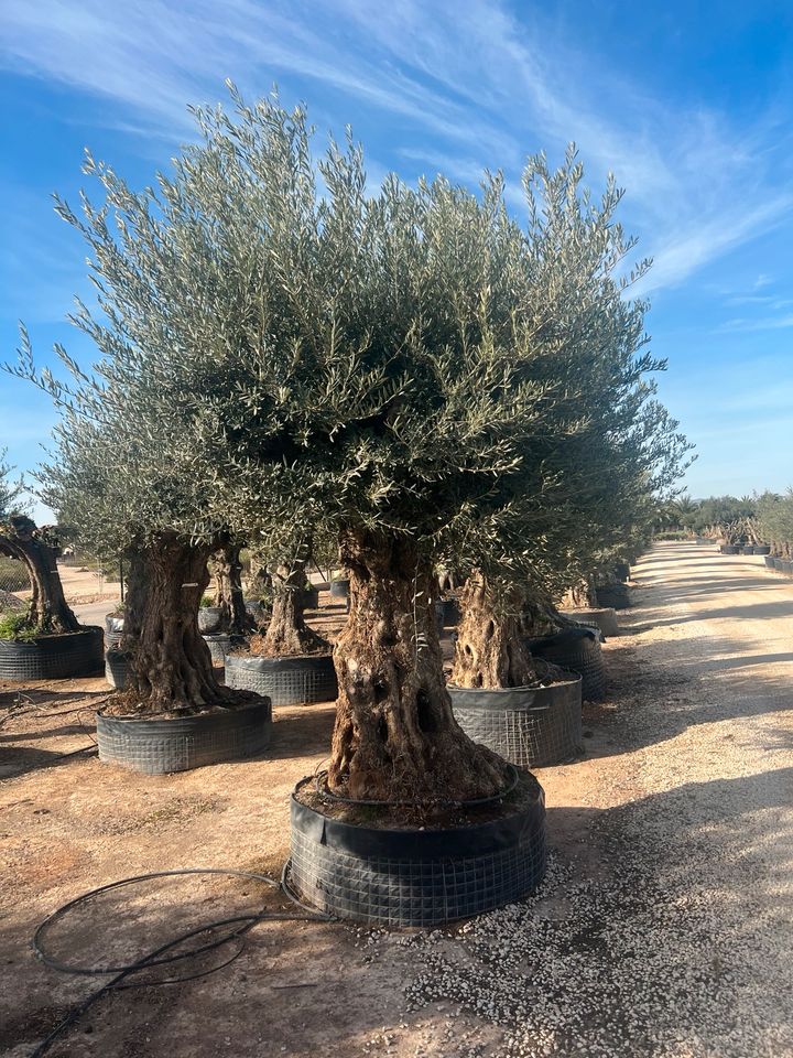 Olea europea winterhart Olivenbaum urig knorrig alt in Altlußheim