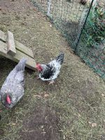 Junghähne / Küken / Huhn / Mix Hahn Brandenburg - Lindow Vorschau