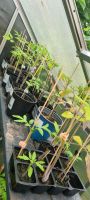 Tomaten Pflanzen Fleischtomaten Nordrhein-Westfalen - Bad Oeynhausen Vorschau