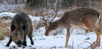 Wildschwein oder Hirschfleisch "gesucht"! Bremen - Vegesack Vorschau