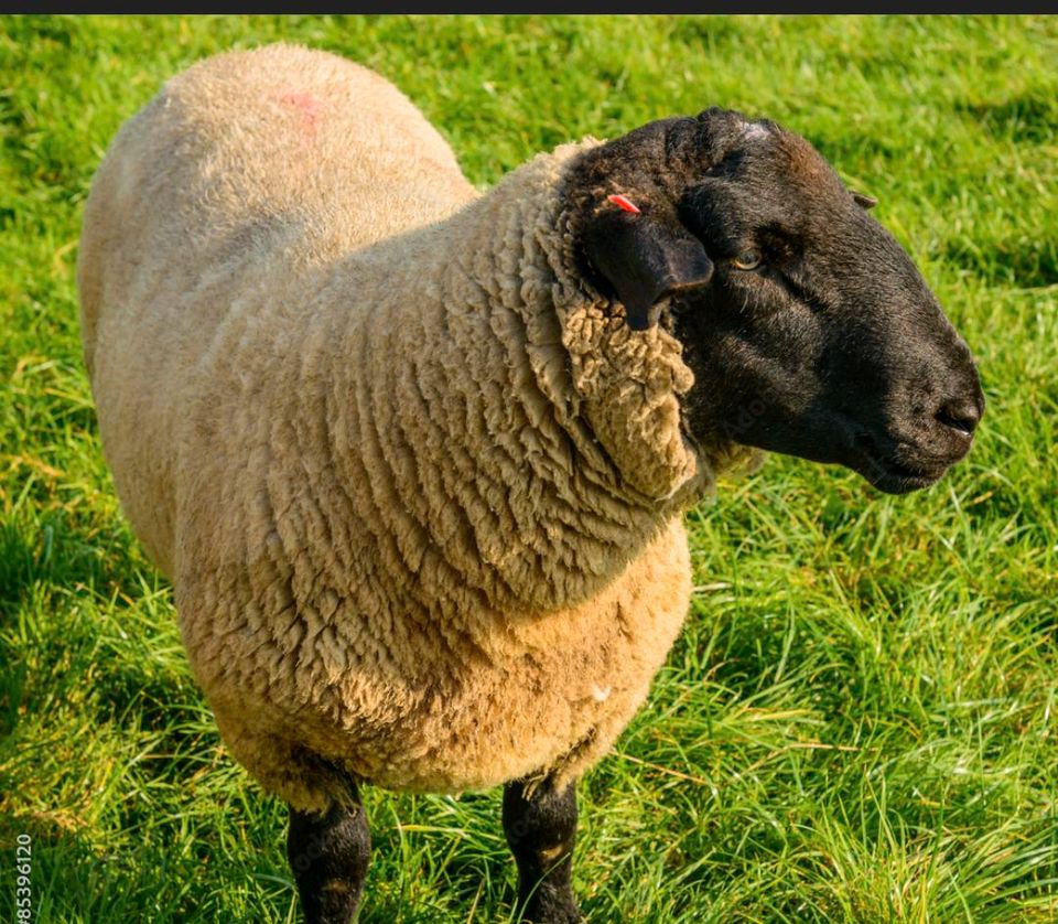 Suche Schwarzkopf Schafe jährlinge oder Lämmer in Jengen